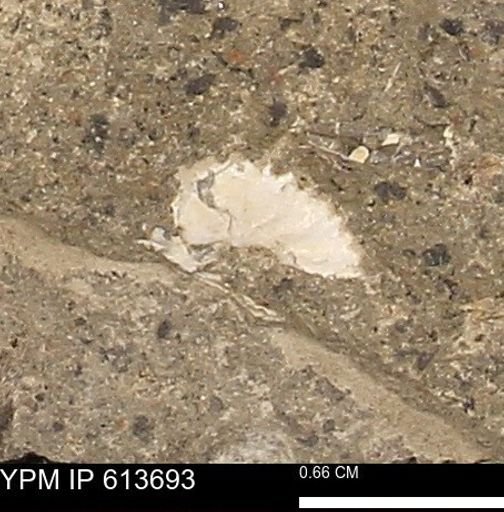 Scaphites sp.