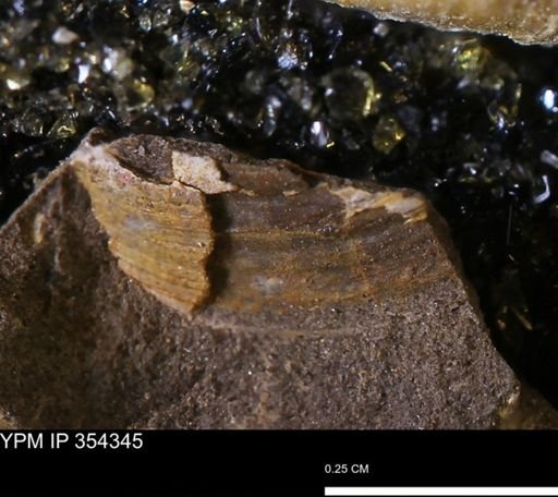 undet. Bivalvia