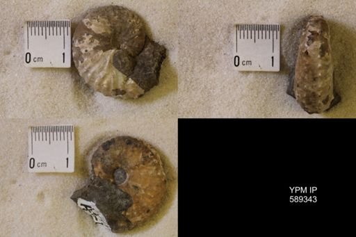 Discoscaphites sp.