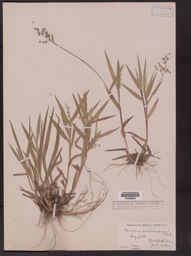 Panicum oligosanthes
