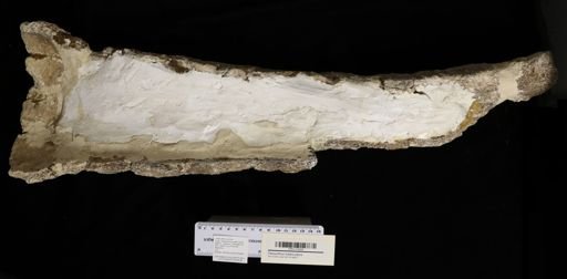 Panochthus tuberculatus