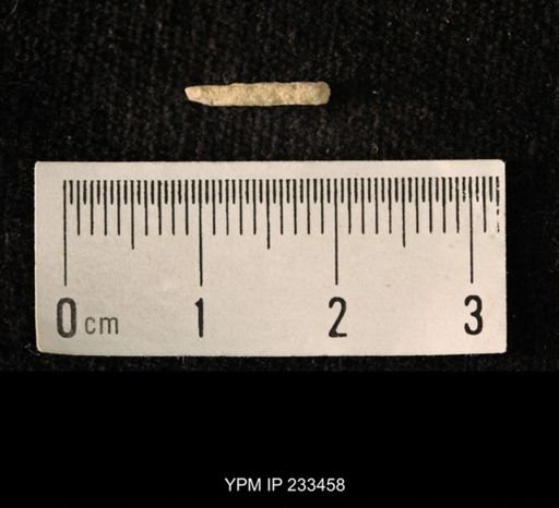Archaeocidaris sp.