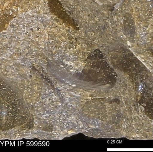 Protocardia subquadrata