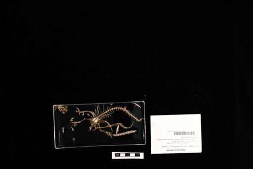 Dipsosaurus dorsalis