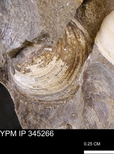 Limopsis striatopunctatus