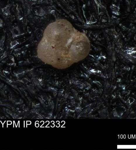 undet. Foraminiferida