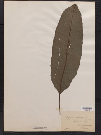 Tectaria