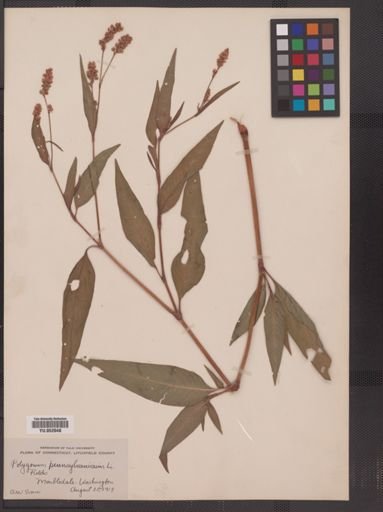 Polygonum pensylvanicum