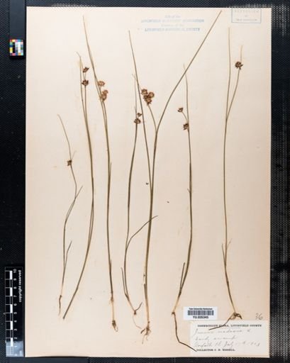 Juncus nodosus
