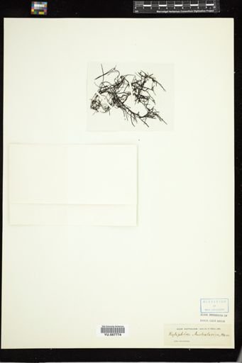 Rytiphlaea australasica