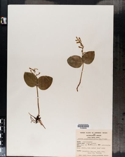 Ophrys
