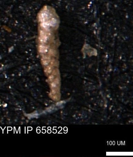 Verneuilinoides kansasensis