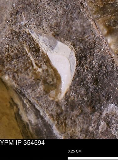 Pseudoptera subtortuosa