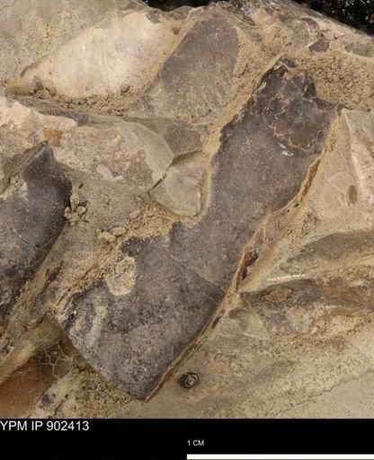 Baculites