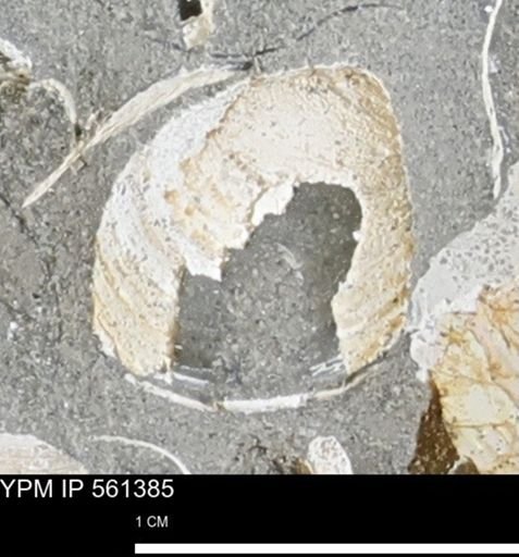 Limopsis?