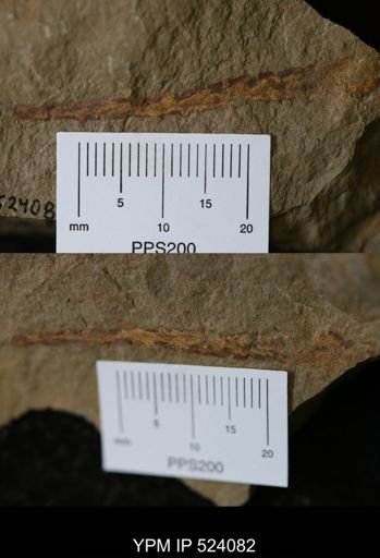 undet. Nautiloidea
