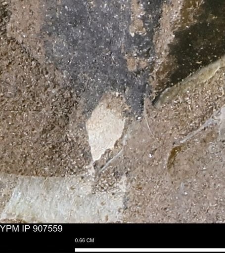 undet. Mollusca