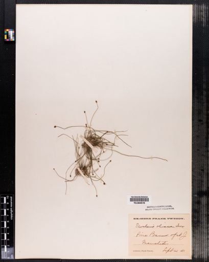Eleocharis olivacea