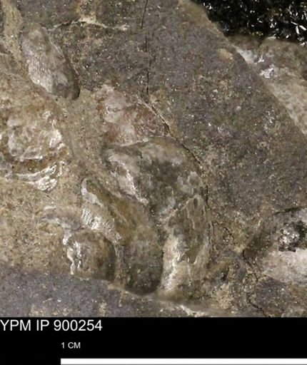 Anomia gryphorhyncha