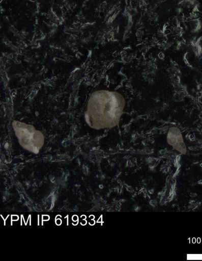undet. Foraminiferida