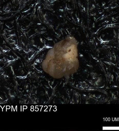 undet. Foraminiferida