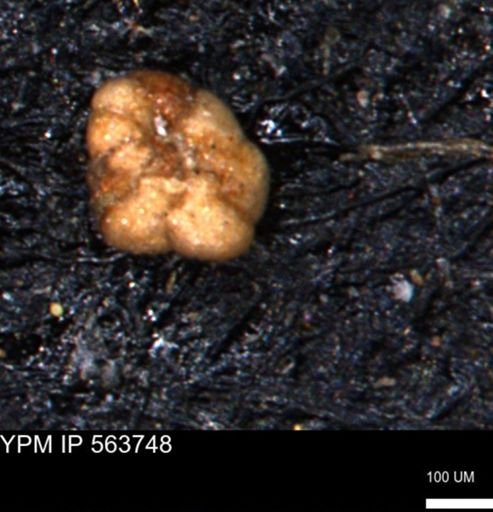 Alveolophragmium linki