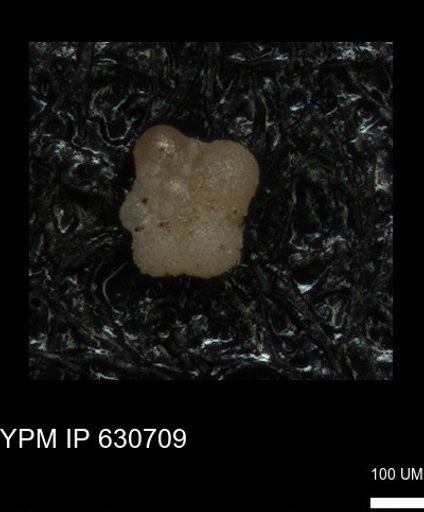 undet. Rugoglobigerinidae