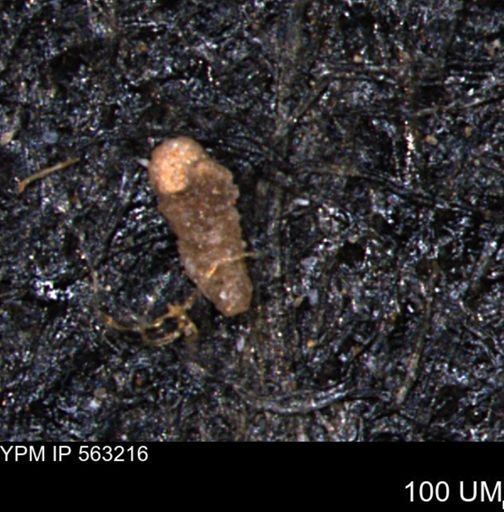 Verneuilinoides hectori