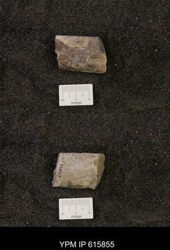 Baculites sp.