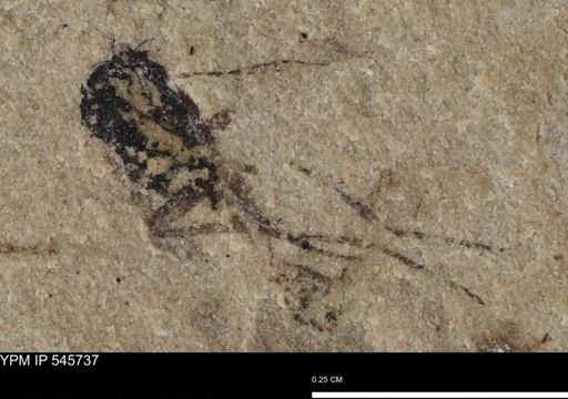 Diptera?