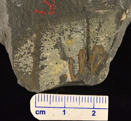 Eddya sullivanensis