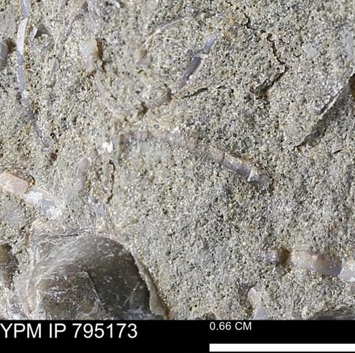 undet. Bivalvia
