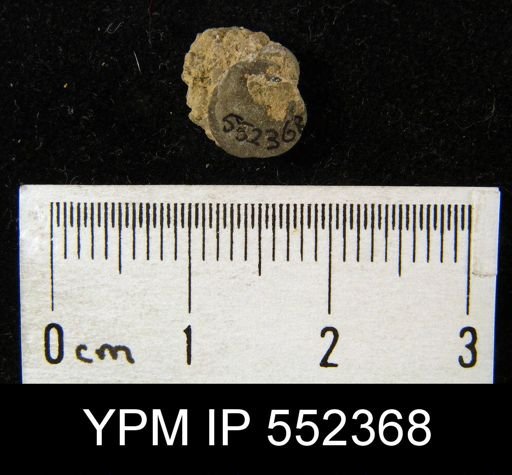 undet. Brachiopoda