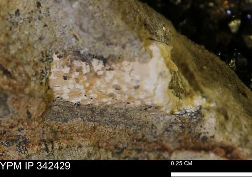 undet. Mollusca