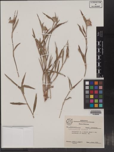 Plantae