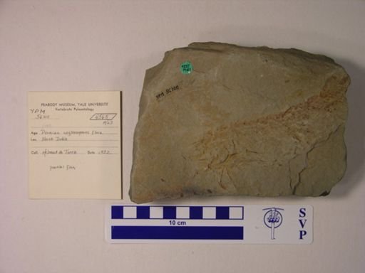 undet. Gnathostomata