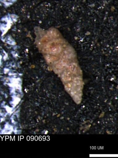 Verneuilinoides hectori