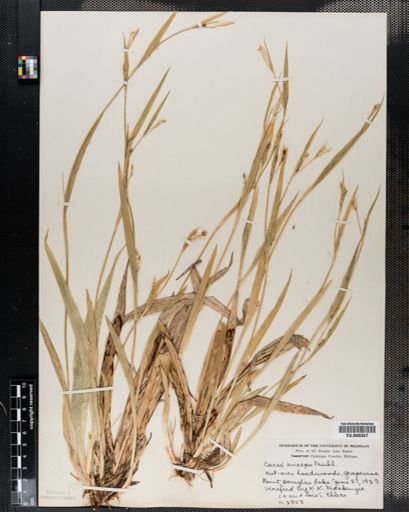 Carex laxiflora