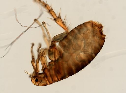 Pulex irritans