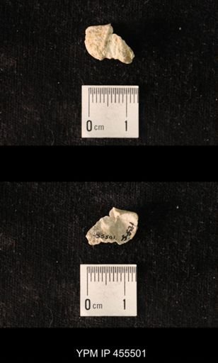 Platystrophia chama