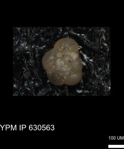 undet. Rugoglobigerinidae