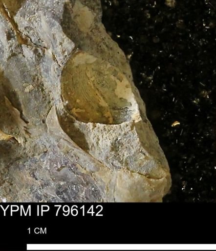 Spisula elliptica