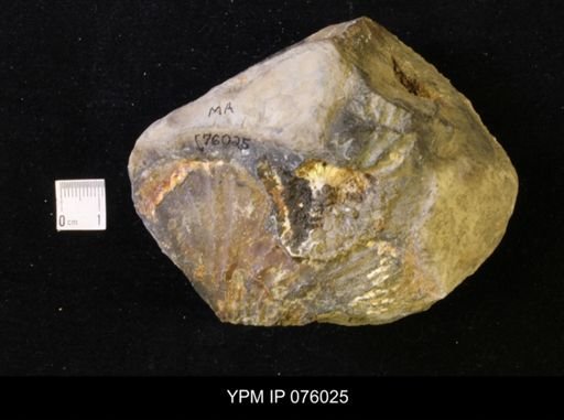 Jeletzkytes sp.