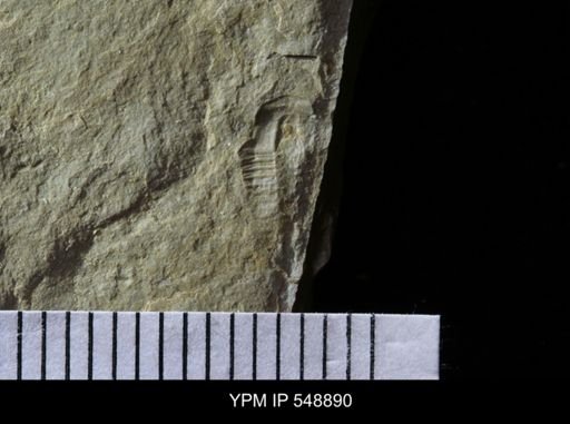 Trilobita