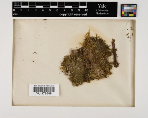 Plantae
