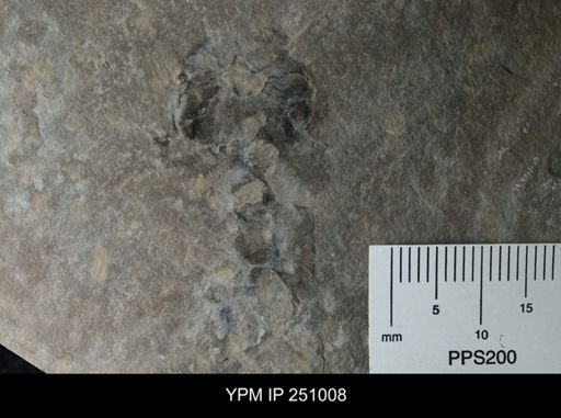 undet. Xiphosurida