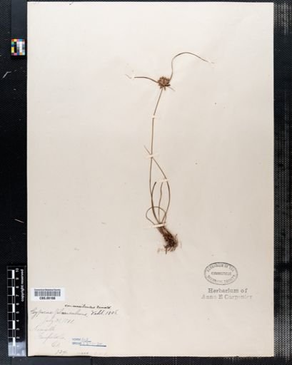 Cyperus lupulinus macilentus