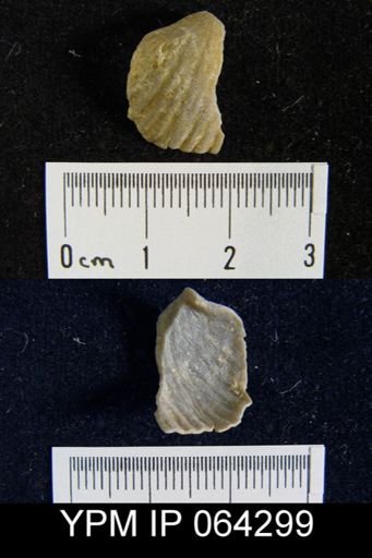 Sieberella roemeri