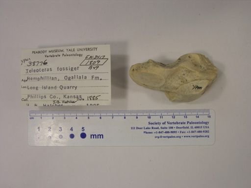 Teleoceras fossiger
