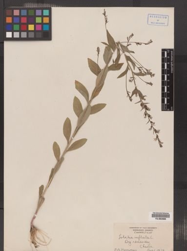 Lobelia inflata